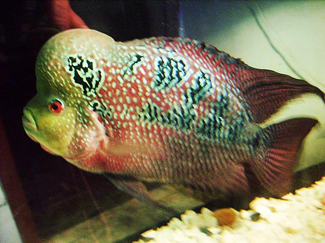 供應(yīng)羅漢魚觀賞魚羅漢魚觀賞魚@