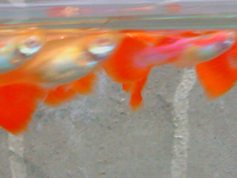 供應(yīng)紅*魚火炬、