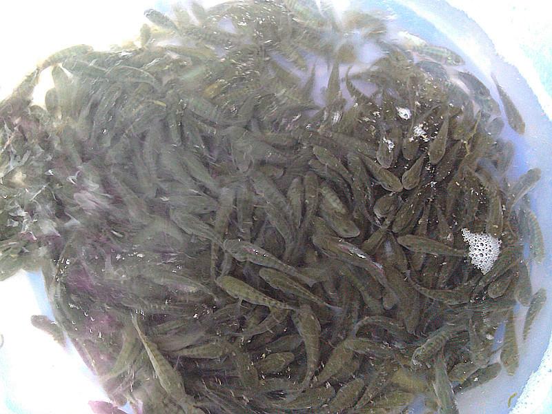 羅非魚億龍羅非魚苗圖片