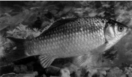 供應(yīng)湘云鯽魚苗水花、