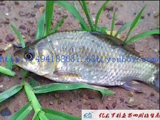 供應(yīng)先科巨鯽魚養(yǎng)殖魚苗、