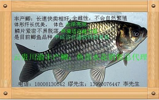 供應(yīng)新科巨鯽魚(yú)豐產(chǎn)鯽魚(yú)白鯧羅非魚(yú)、