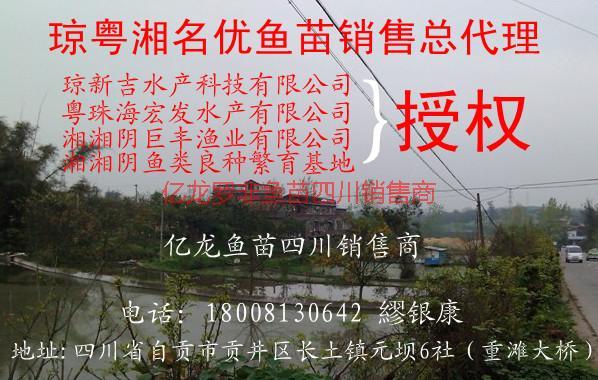 供應(yīng)魚苗夏花水花綿陽總經(jīng)銷魚苗夏花水花綿陽總經(jīng)銷}