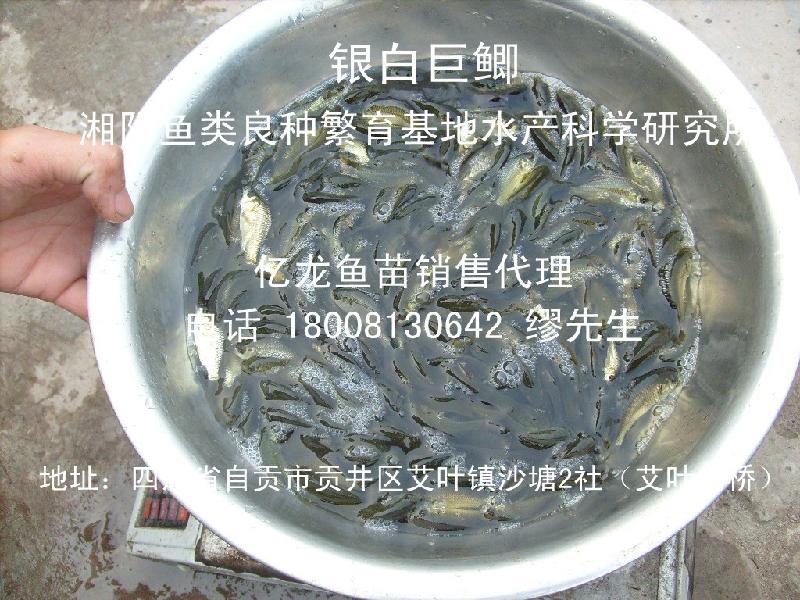 自貢地區(qū)那里有淡水魚苗、、、、