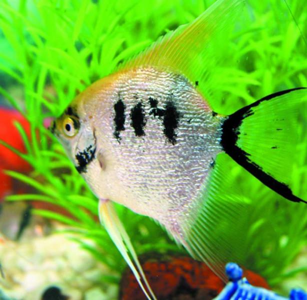 供應(yīng)熱帶魚燕魚【