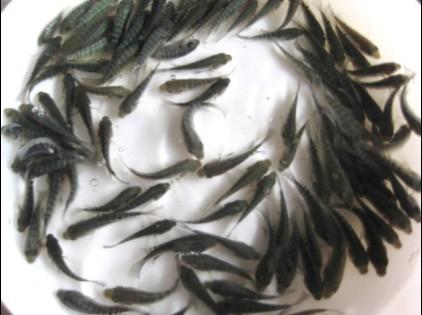 供應(yīng)羅非魚魚苗=