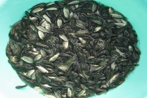 大量批發(fā)億龍羅非魚苗圖片