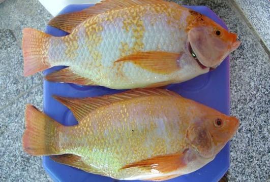 供應(yīng)良種紅羅非魚(yú)、