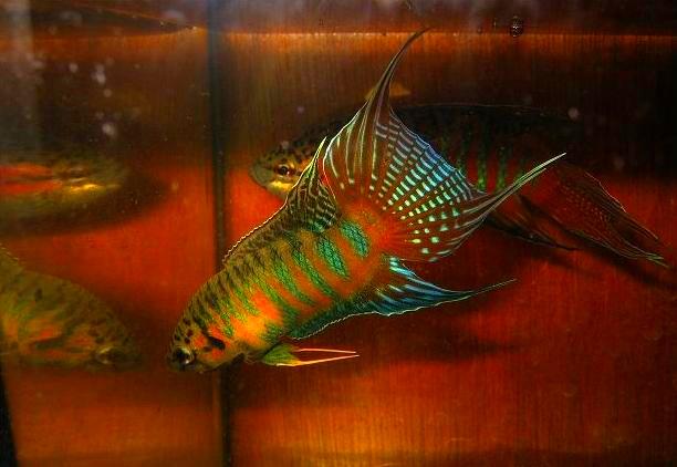 觀賞魚中國斗魚、