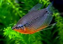 供應(yīng)觀賞魚馬甲、