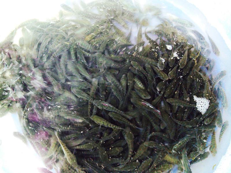 四川哪里有羅非魚苗自貢圖片