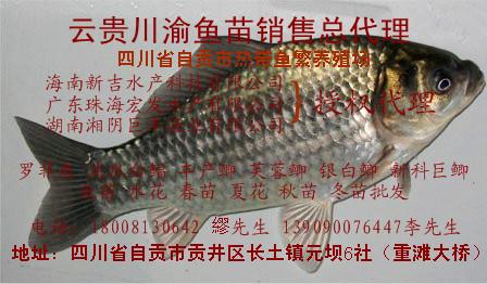 供應(yīng)豐產(chǎn)鯽魚苗水花春苗=