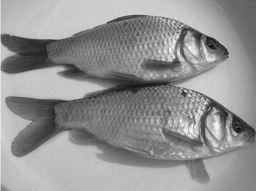 供應(yīng)湘云鯽魚=