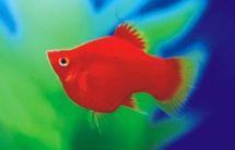 供應(yīng)紅瑪麗熱帶魚}