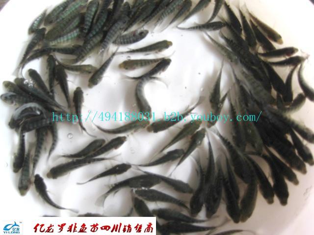 羅非魚苗圖片/羅非魚苗樣板圖 (3)