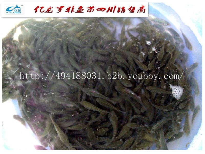 供應(yīng)億龍魚(yú)苗魚(yú)苗養(yǎng)殖四川魚(yú)苗養(yǎng)殖億龍魚(yú)苗魚(yú)苗養(yǎng)殖四川魚(yú)苗養(yǎng)殖}