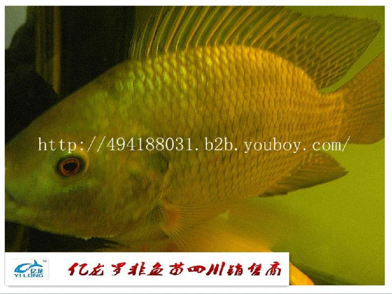 內江羅非魚苗億龍牌圖片