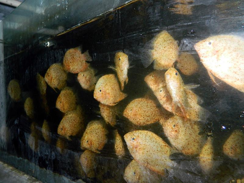 供應熱帶魚熱帶魚淡水觀賞魚、