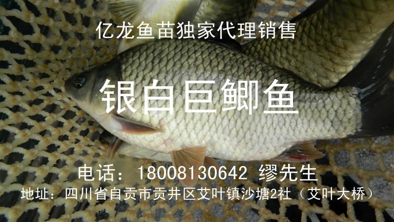 供應(yīng)綿陽(yáng)豐產(chǎn)鯽魚(yú)新科巨鯽代理=