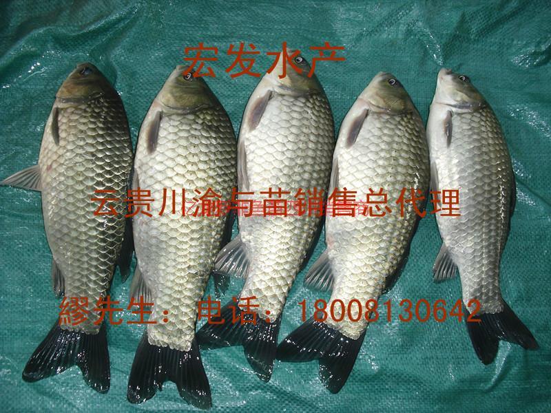 豐產(chǎn)鯽魚(yú)苗名優(yōu)鯽魚(yú)圖片
