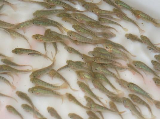 四川供應(yīng)億龍羅非魚苗圖片