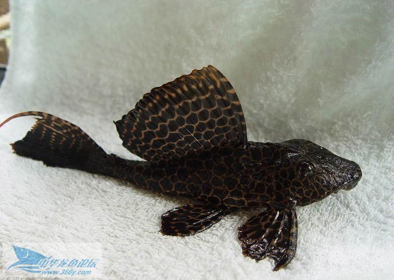 供應清道夫觀賞魚、