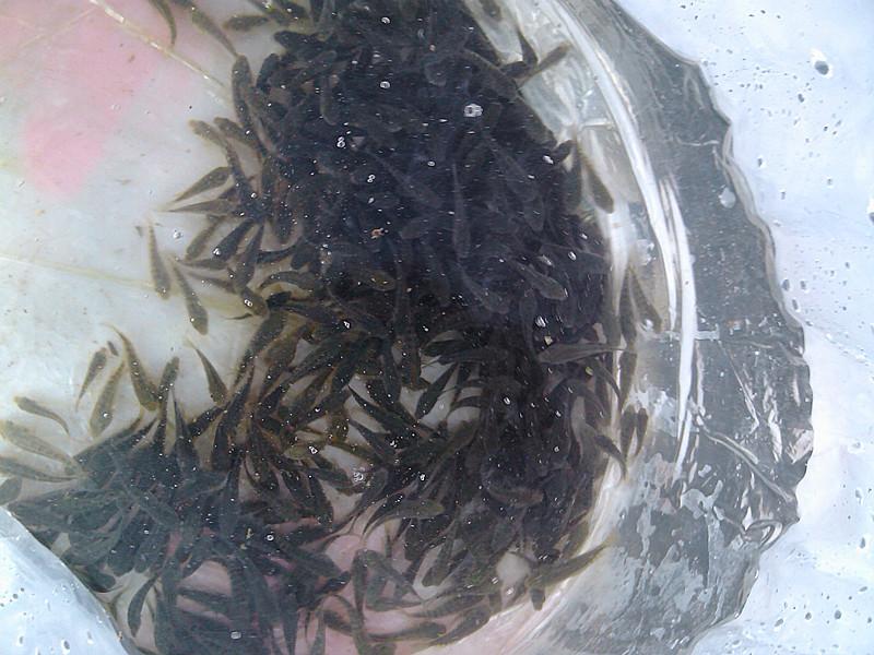 供應(yīng)億龍羅非魚苗自貢批發(fā)】