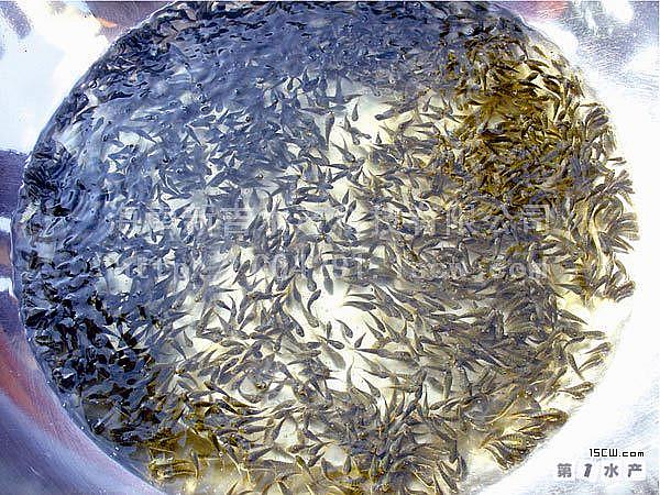 億龍羅非魚苗自貢批發(fā)圖片