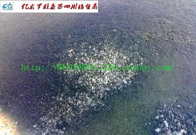 供應(yīng)羅非魚(yú)四川羅非魚(yú)億龍羅非魚(yú)苗羅非魚(yú)四川羅非魚(yú)億龍羅非魚(yú)苗）