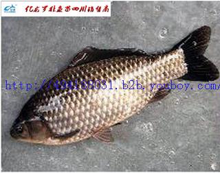 供應(yīng)先科巨鯽湘云鯽豐產(chǎn)鯽水花苗、