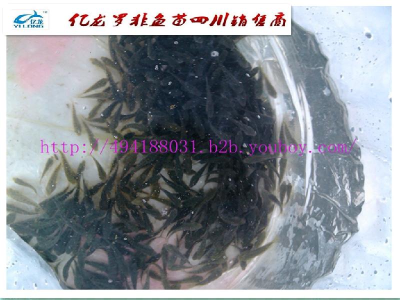 四川羅非魚苗自貢羅非魚苗圖片