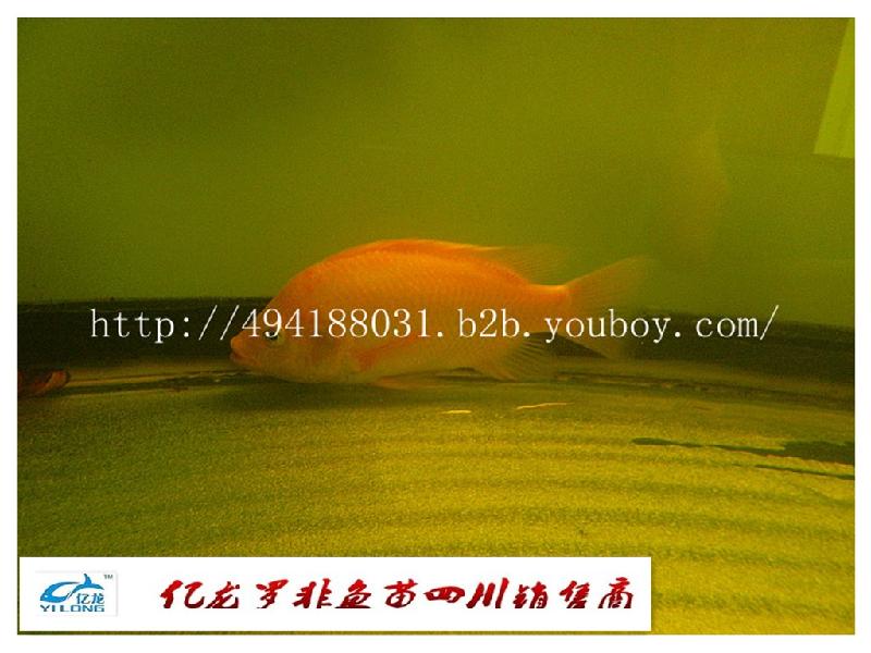 供應(yīng)羅非魚(yú)苗哪里有賣(mài)億龍牌=