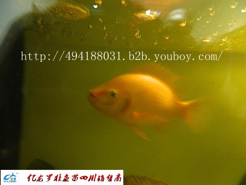 供應(yīng)羅非魚(yú)苗II羅非魚(yú)苗II羅非魚(yú)】