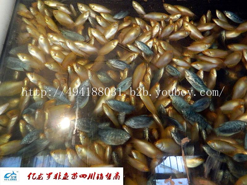供應(yīng)觀賞魚觀賞魚熱帶魚觀賞魚觀賞魚熱帶魚)