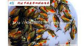 魚苗圖片/魚苗樣板圖 (3)