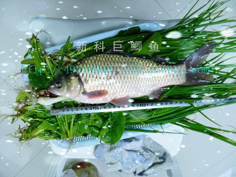 供應(yīng)豐產(chǎn)鯽魚(yú)苗水花夏花豐產(chǎn)鯽魚(yú)苗水花夏花）
