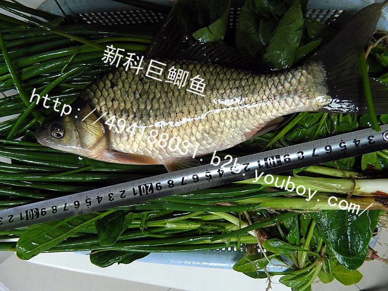 供應(yīng)新科巨鯽魚苗水花新科巨鯽魚苗水花）