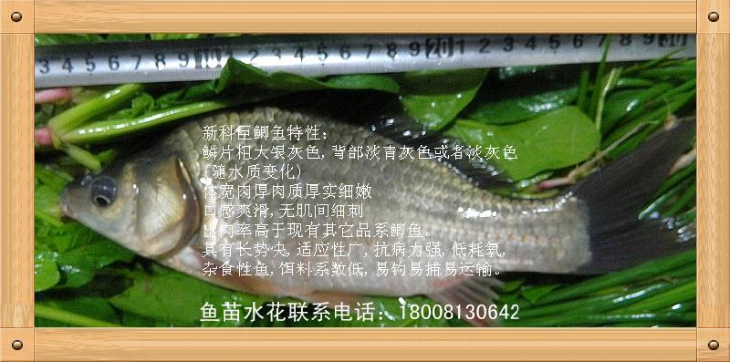 鯽魚苗圖片/鯽魚苗樣板圖 (3)