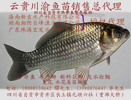 供應(yīng)白鯧豐產(chǎn)鯽羅非魚新科巨鯽魚白鯧豐產(chǎn)鯽羅非魚新科巨鯽魚）