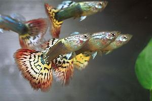 觀賞魚孔雀批發(fā)圖片