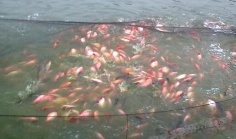 羅非魚苗圖片/羅非魚苗樣板圖 (3)