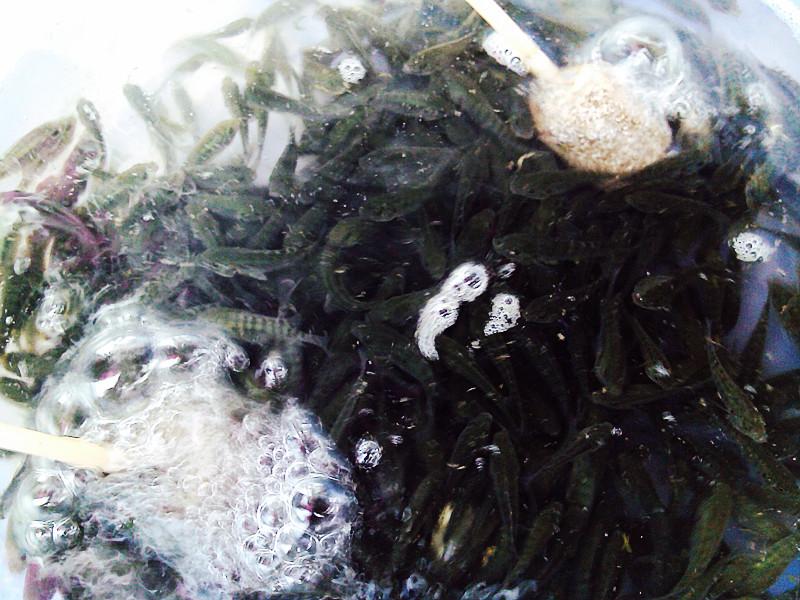羅非魚苗圖片/羅非魚苗樣板圖 (3)