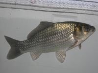 鯽魚苗圖片/鯽魚苗樣板圖 (3)