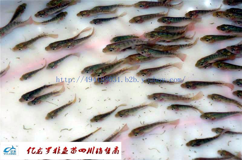 【羅非魚銷售渠道四川】、