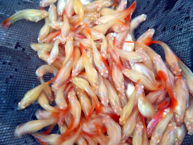 供應(yīng)自貢熱帶魚批發(fā)、