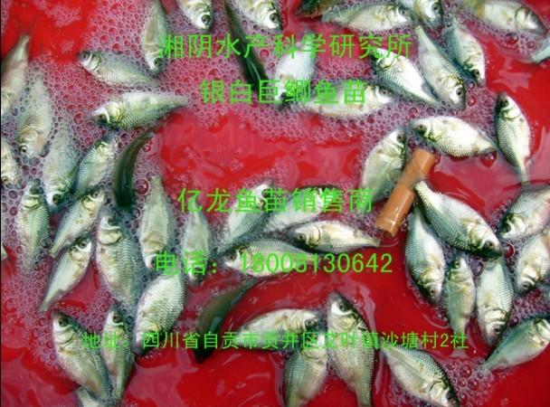 供應(yīng)銀白巨鯽魚苗電話18008130642、