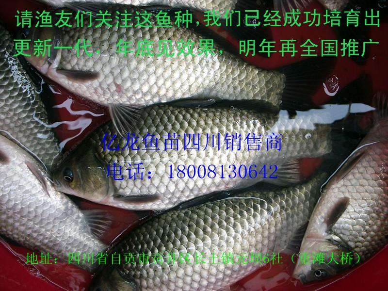 【哪里有大鯽魚苗賣？】