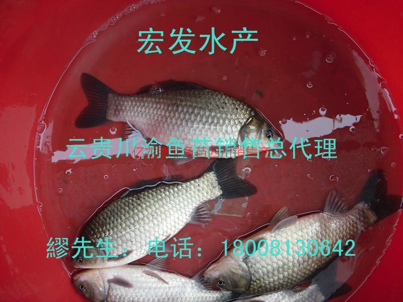 供應(yīng)良種鯽魚魚苗樂至銷售四川魚苗}