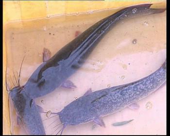 供應(yīng)革胡鯰魚苗}