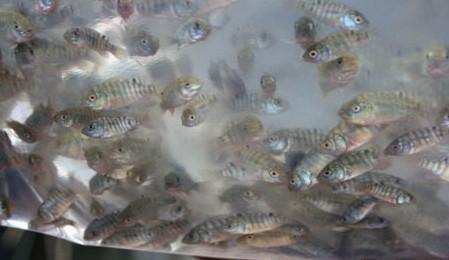 供應(yīng)羅非魚苗批發(fā)、